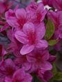 Rhododendron Rosa Seamling-3 Azalia